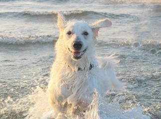 kuvasz